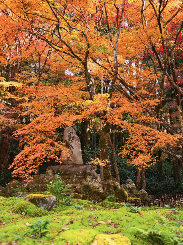 【紅葉特集】ここ無料⁉️満足度1000%🤩一生に一度は行きたい愛知の紅葉🍁