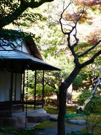 【東京×紅葉🍁スポット巡り】  旧古河庭園  薔薇と紅葉が愛でられる