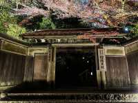 【京都】幻想的すぎるライトアップされた絶景紅葉