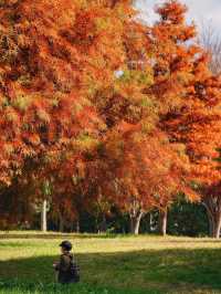 景點推薦：山田池公園——秋日賞紅葉的秘境