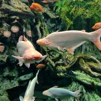 @ THE LOTTE WORLD AQUARIUM.