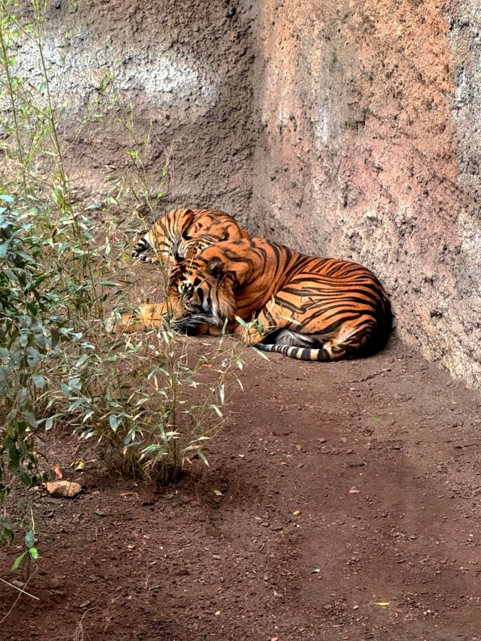 A zoo that allows visitors to experience immersion