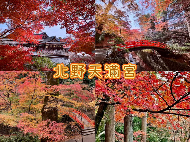 北野天滿宮-千年寺廟，壯觀楓海令人感動