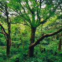 JEJU BIJARIM FOREST.