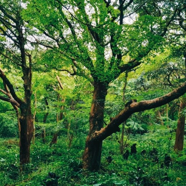 JEJU BIJARIM FOREST.
