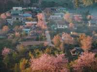 บ้านร่องกล้า…หมู่บ้านสีชมพูท่ามกลางม่านหมอก