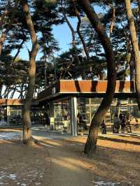 소양강변의 운치있는 🌴소나무 숲의 힐링하기 좋은 춘천 카페투어💚