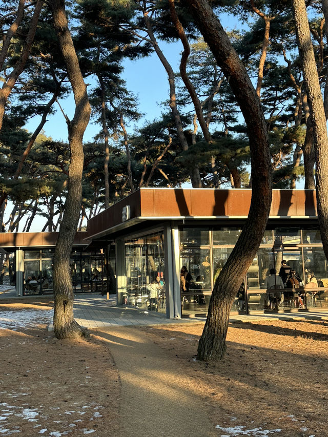 소양강변의 운치있는 🌴소나무 숲의 힐링하기 좋은 춘천 카페투어💚