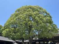 東京 - 在明治神宮感受歷史與現代的交融 🌳