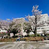 ซากุระบาน ที่  Sumida park  Asakusa