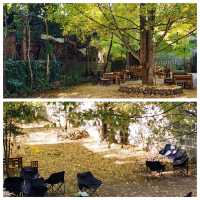New destination for yellow leaves @ Tengchong, China