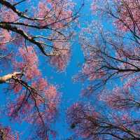 ภูลมโล