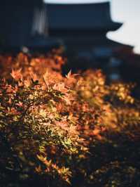 🍁 秋の東福寺で心癒されるひとときを ✨