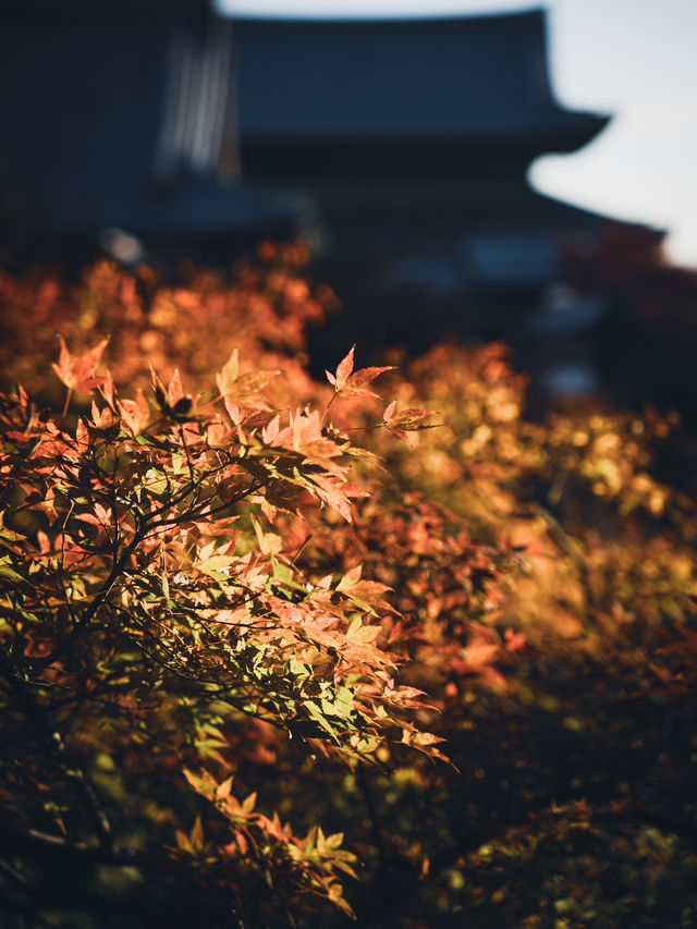 🍁 秋の東福寺で心癒されるひとときを ✨