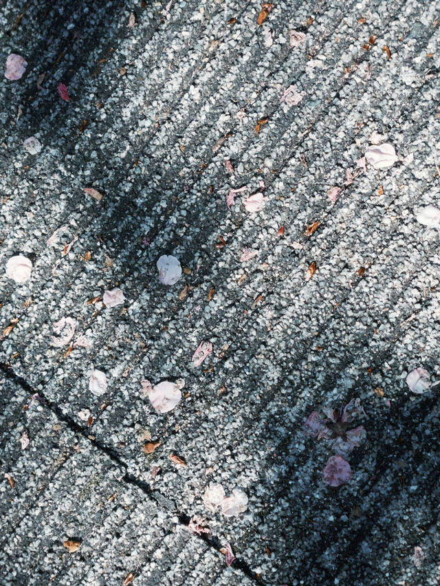 You must visit Atami for the Earliest Sakura near Tokyo! 
