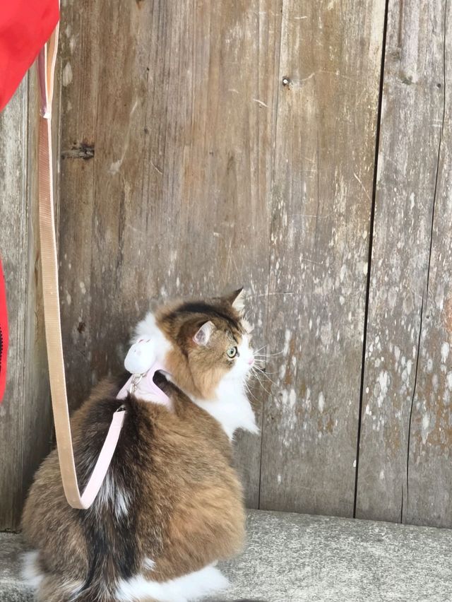 大鵬所城一日遊