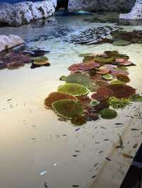 新感覚の水族館 DMMかりゆし水族館 【豊見城】