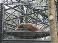 Nature in the City: Exploring Hong Kong Zoo and Botanical Gardens