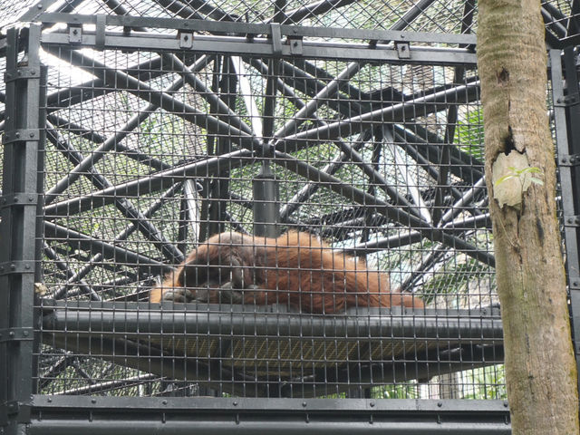 Nature in the City: Exploring Hong Kong Zoo and Botanical Gardens