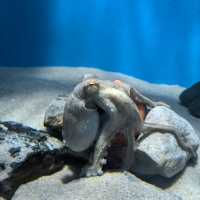墨田水族館～暢游於水下奇幻世界