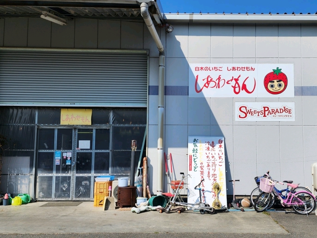 Fukuoka! Tak perlu repot menyetir, Anda bisa memetik stroberi dengan mudah!