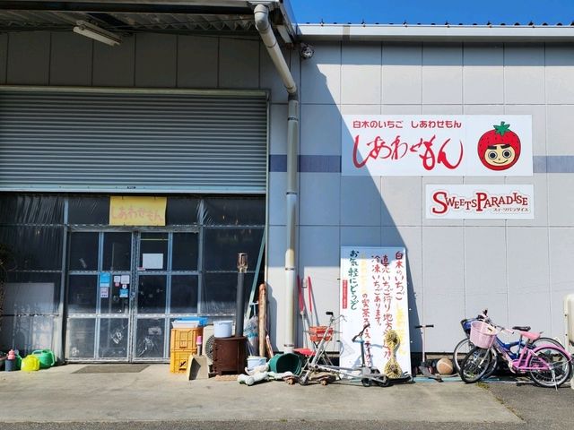 福岡！不用自駕，也能輕輕鬆鬆摘士多啤梨！