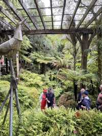 紐西蘭🇳🇿奧克蘭 城市之肺 中央溫室花園 繽紛綻放的花朵讓人心曠神怡！
