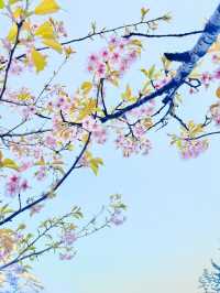 【絶景】熱海の桜が咲いてます🌸💗
