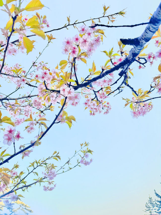 【絶景】熱海の桜が咲いてます🌸💗