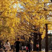 Showa Kinen Park (昭和記念公園)