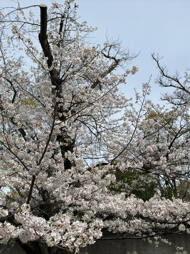 大阪櫻花一日旅：沉醉在粉色花海中 🌸
