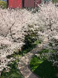 上海陸家嘴櫻花：現代都市中的春日浪漫