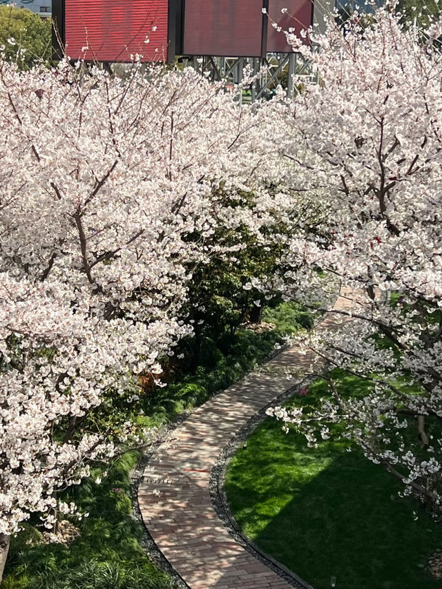 上海陸家嘴櫻花：現代都市中的春日浪漫