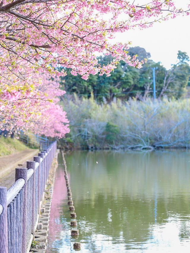 【神奈川の穴場】電車で行ける桜と菜の花の可愛いスポット