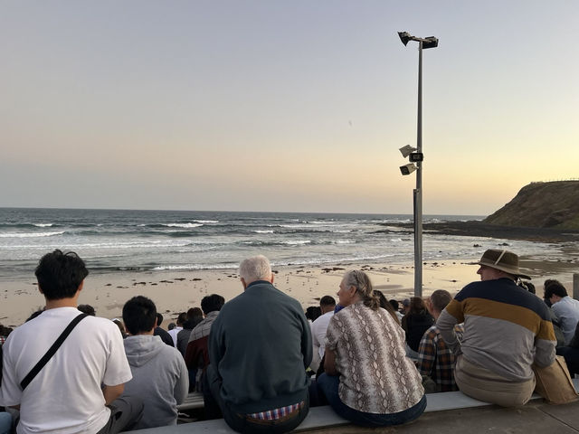 🇦🇺澳洲限定企鵝歸巢奇景🐧