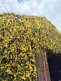 The Birder's Lodge | ดอกเหลืองชัชวาลย์full bloom🌼