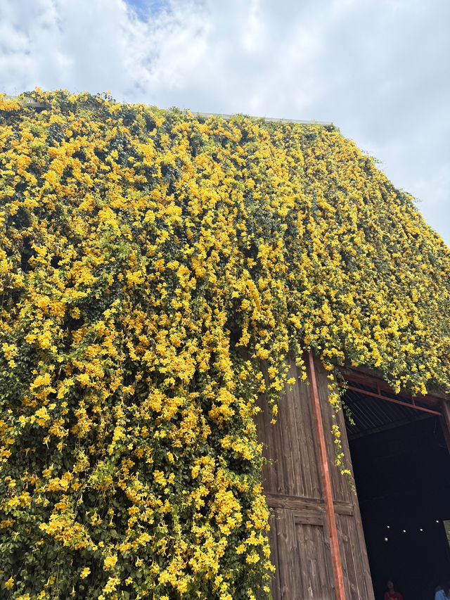 The Birder's Lodge | ดอกเหลืองชัชวาลย์full bloom🌼