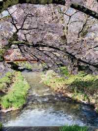 ซากุระที่ Kanonji River ฟุกุชิมะ ไม่ควรพลาด