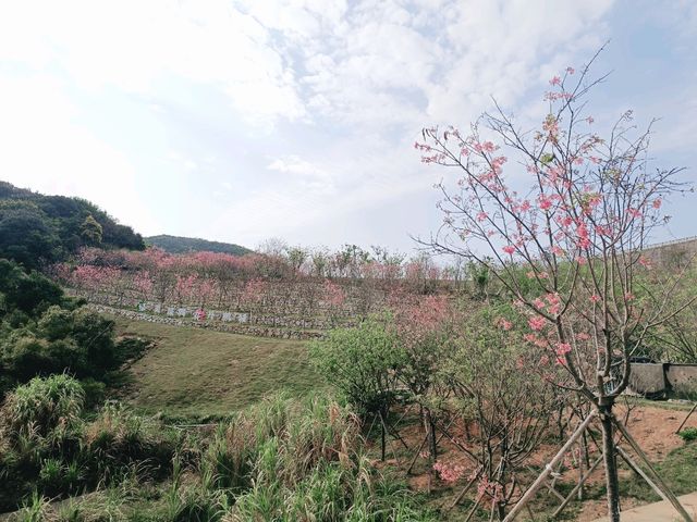 深圳賞櫻：小三洲塘南部櫻樂花谷櫻花情況