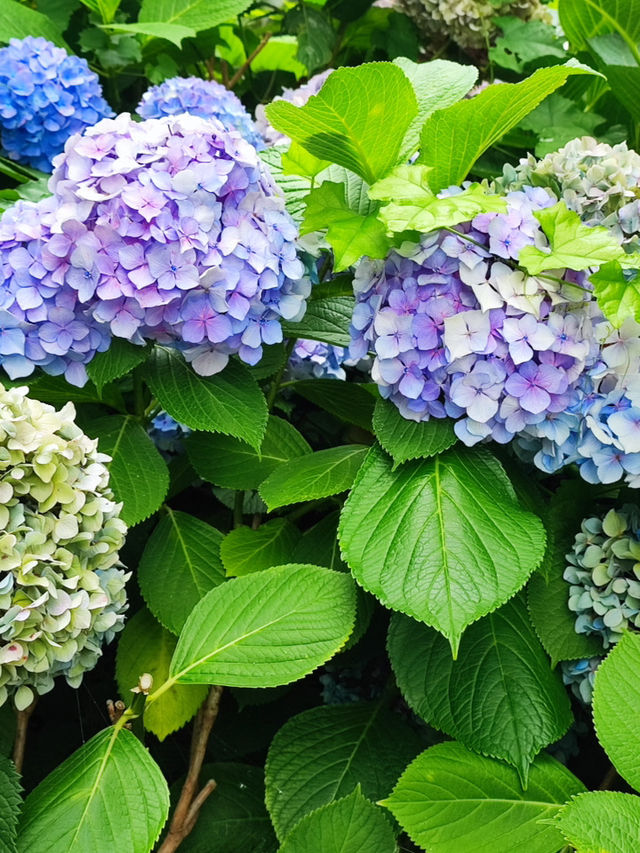 福岡公園一日遊：城市綠洲中的靜謐與驚喜 🌳 🌸