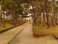 Yomitan Village Cherry Blossom Avenue