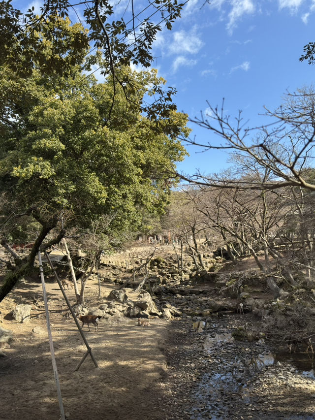 穿越千年的守護者：東大寺南大門初訪記⛩️