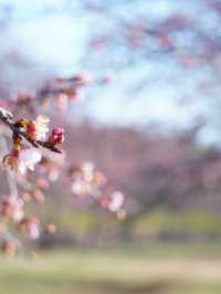 【埼玉×北浅羽桜堤公園】一足先に満開になる桜のスポット