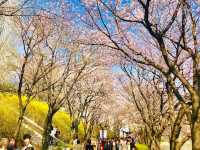 🌸 **石村湖櫻花觀賞遊覽分享** 🌸