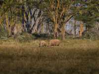 Paradise for bird watchers! Day trip to Lake Nakuru.