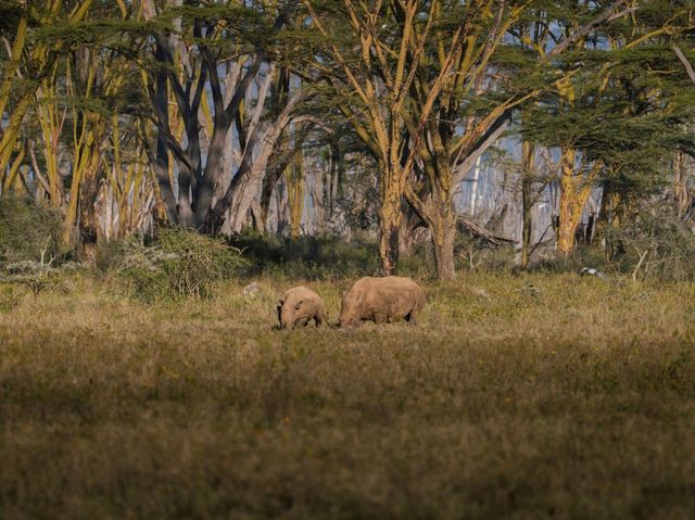 Paradise for bird watchers! Day trip to Lake Nakuru.