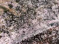 🌸 **釜山三樂江邊公園櫻花觀賞分享** 🌸