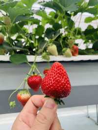 Kishinosato Strawberry Farm ฟาร์มสตรอว์เบอร์รีสดๆ