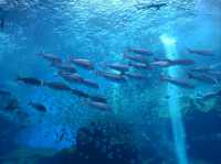 桃園xpark水族館，交通方便小而美~
