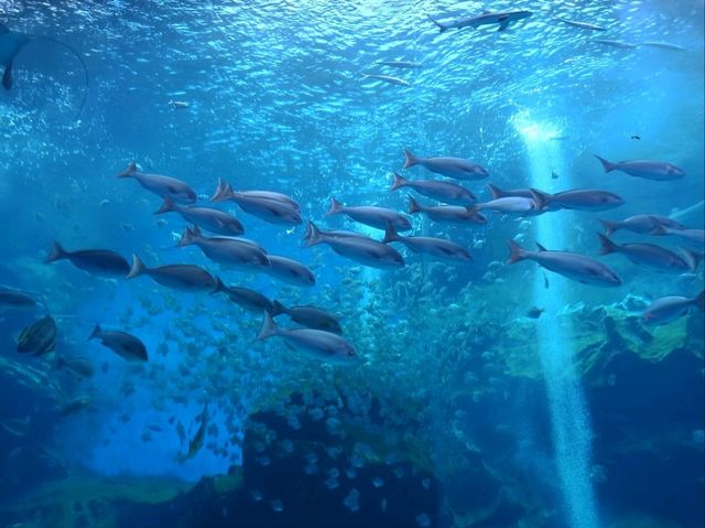 桃園xpark水族館，交通方便小而美~